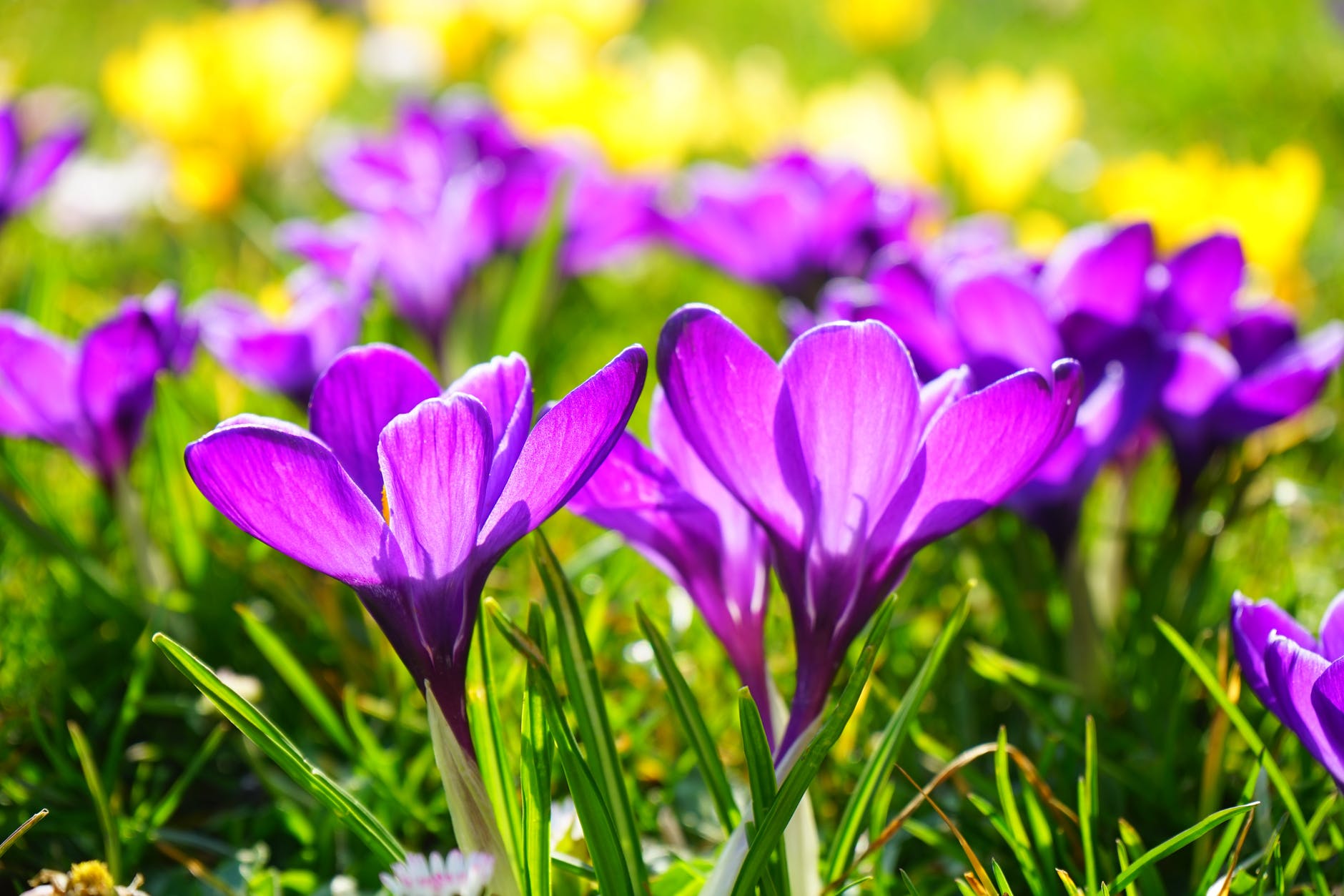 crocus-flower-spring-buhen-53595.jpeg