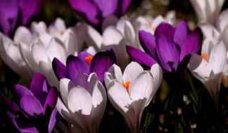crocus-flower-spring-purple-60120.jpeg