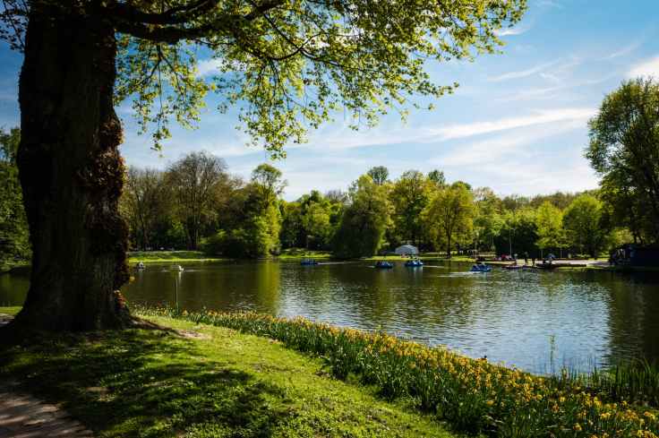 green leafed tree beside body of water