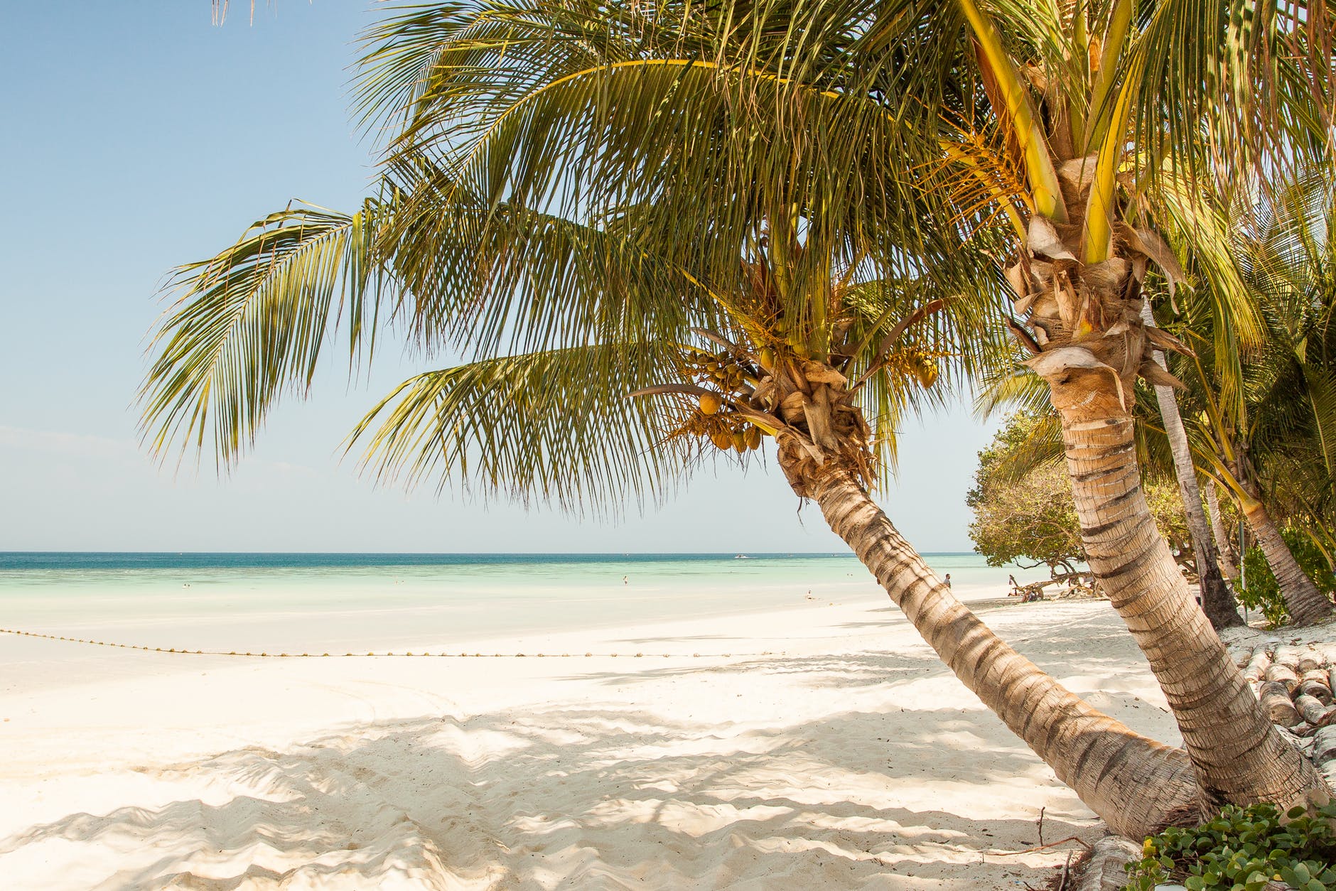 beach coast coastline coconut trees