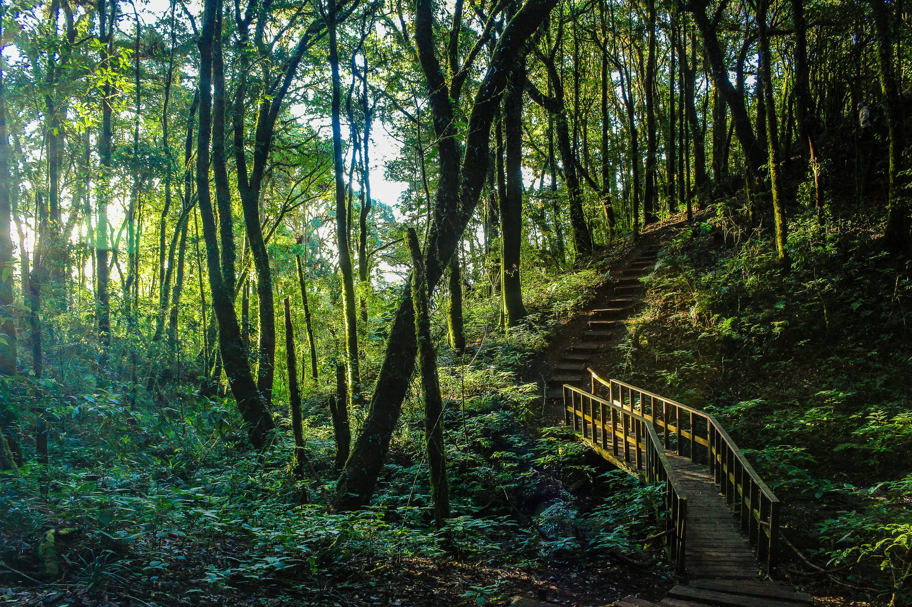 brown stair between trees
