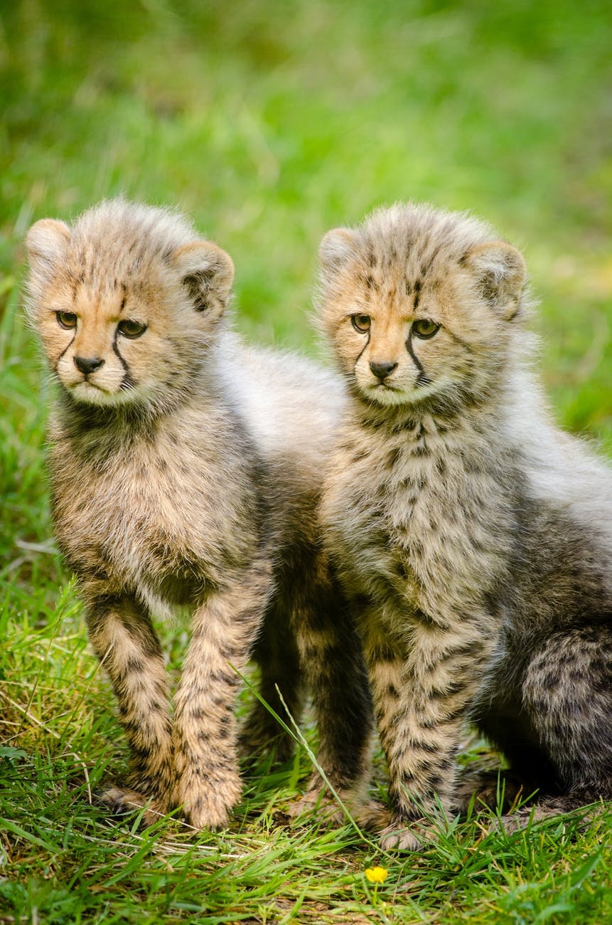 cheetahs-cubs-two-together-162318.jpeg