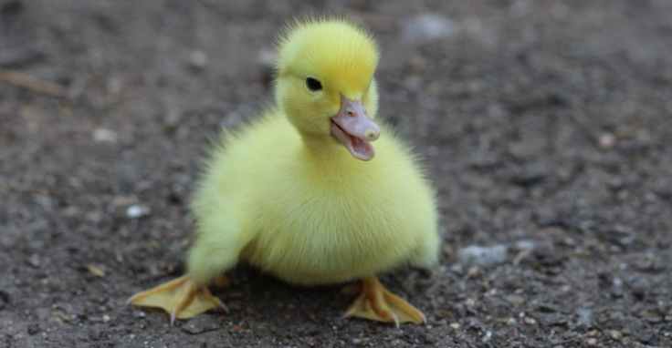yellow duckling on gray dirt