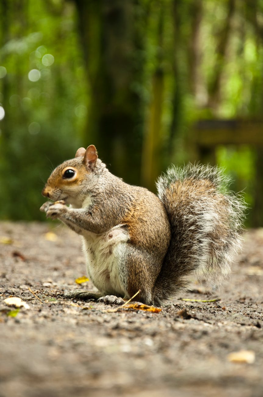 selective focus photography of squirrel